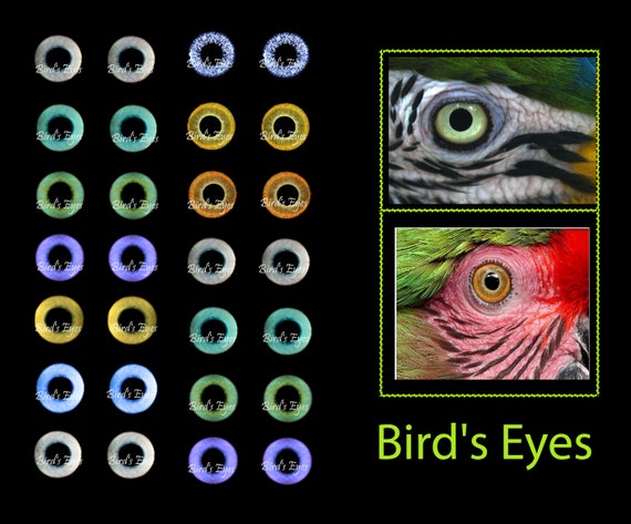 Printable Realistic Eyes For Bird Doll Teddy Bear Crafts